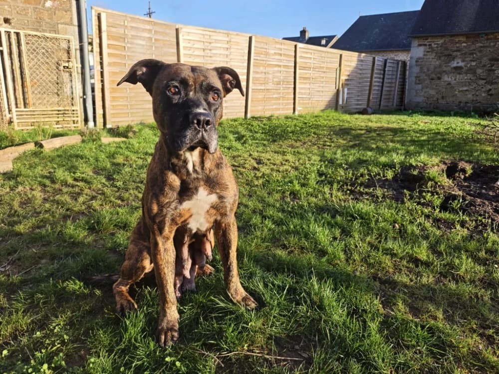 HENERA, female 7yo Mixed Breed for adoption at SPA Rennes, Rennes