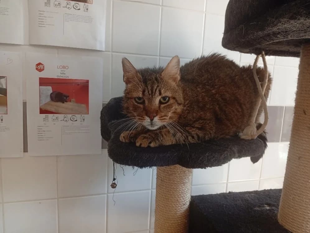 TIPENTI, male senior mixed breed for adoption at SPA Rennes, Rennes