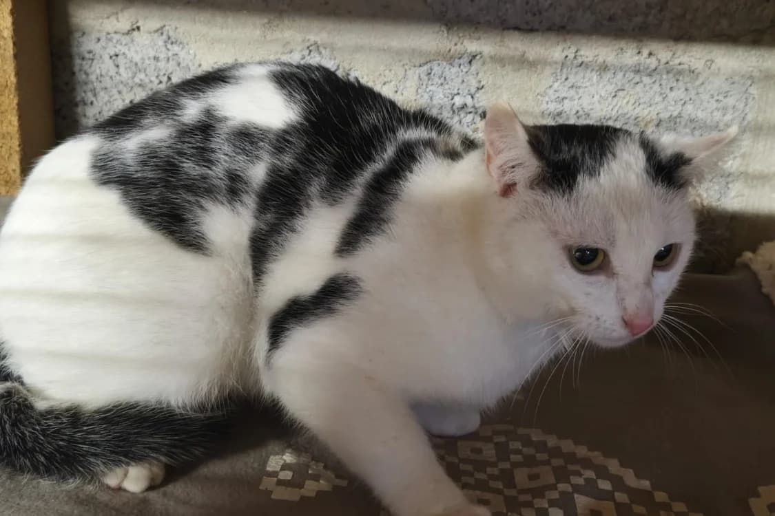 REGIS, male Mixed Breed for adoption at SPA Rennes, Rennes