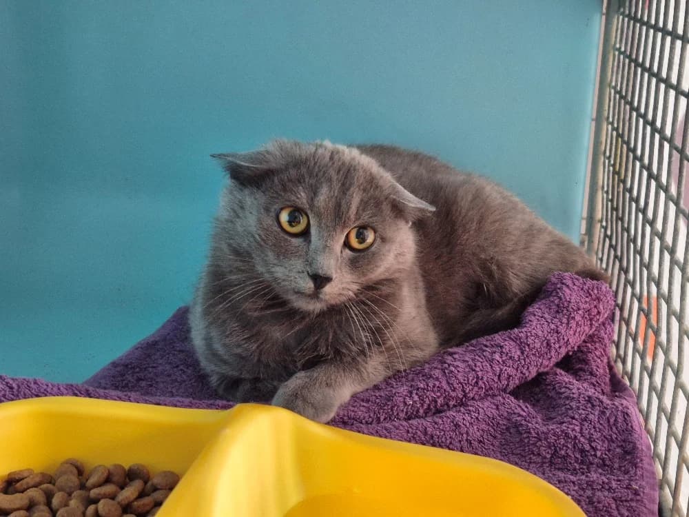 VERRA, female mixed breed for adoption at SPA Rennes, Rennes