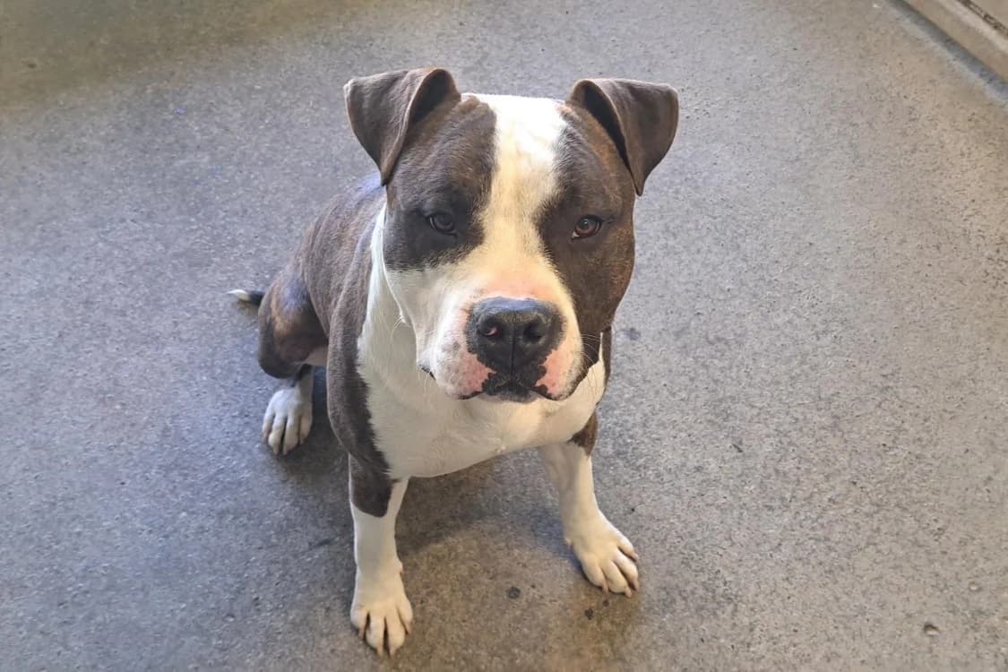 ACE ( pas sté), male American Staffordshire Terrier for adoption at SPA Rennes, Rennes