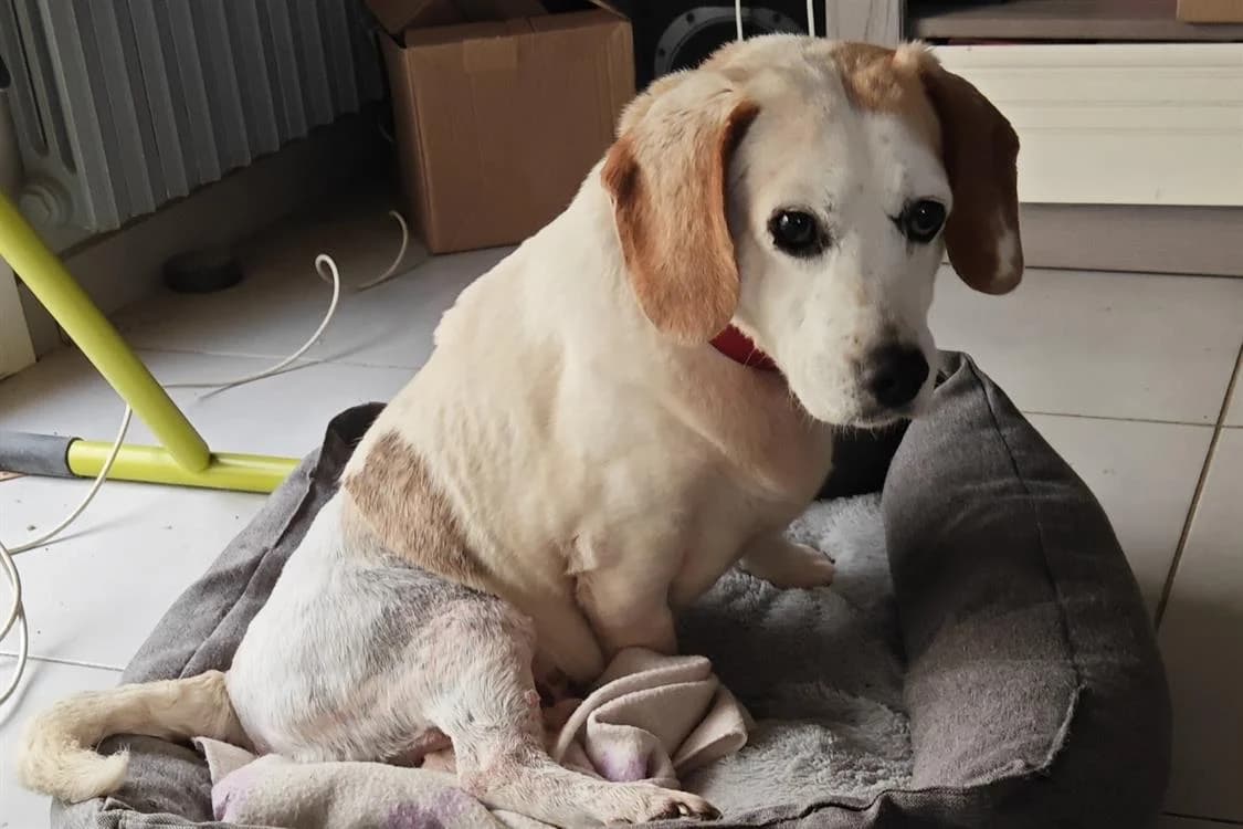 PEGOUSE, female senior Beagle for adoption at SPA Rennes, Rennes