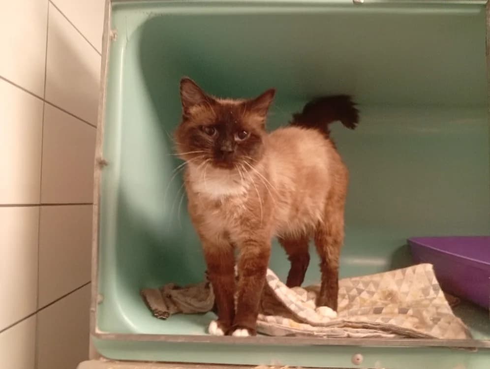 STIG, male 3yo Mixed Breed for adoption at SPA Rennes, Rennes