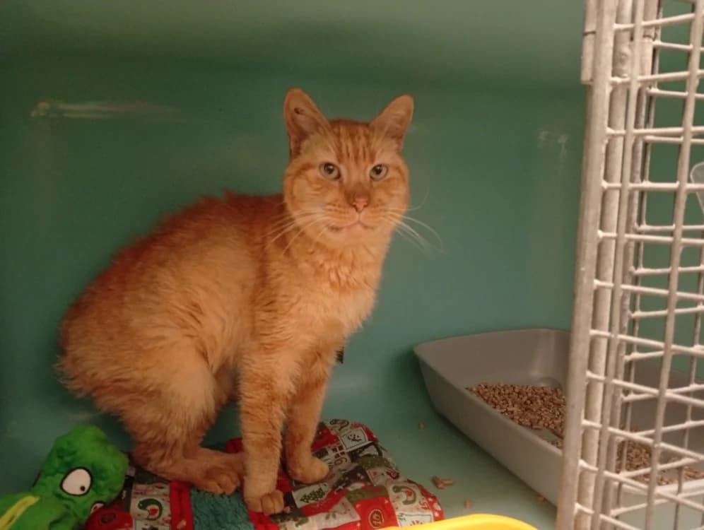 Linotte, male senior Mixed Breed for adoption at SPA Rennes, Rennes