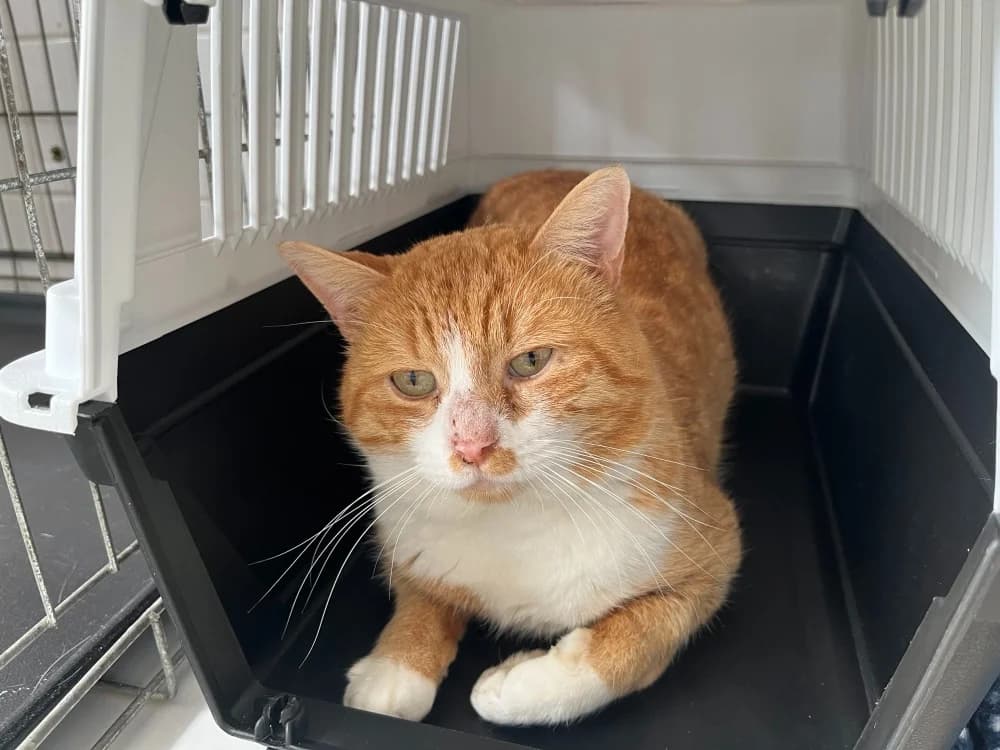 ELLEVIN, male senior Mixed Breed for adoption at SPA Rennes, Rennes