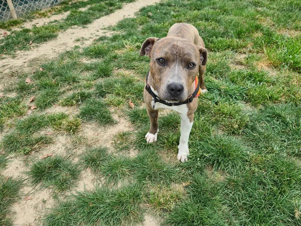 AKIRA, female young Mixed Breed for adoption at SPA Rennes, Rennes