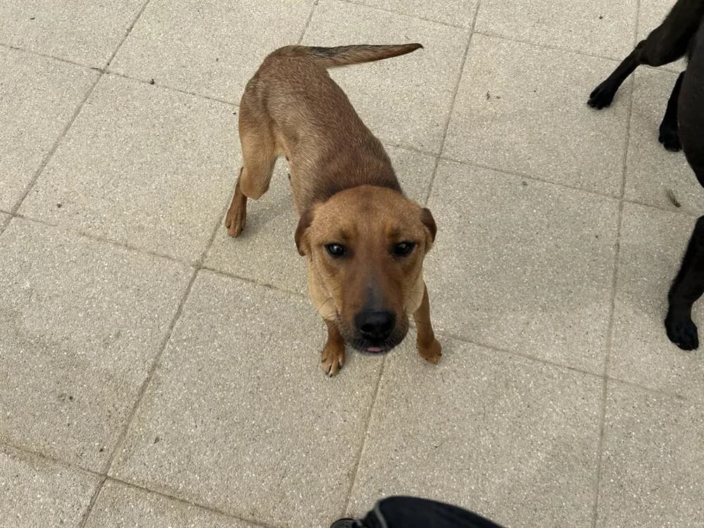 XANDER, male 3yo Labrador Retriever for adoption at SPA Rennes, Rennes