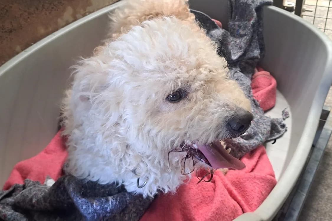 XAN, male young Poodle for adoption at SPA Rennes, Rennes