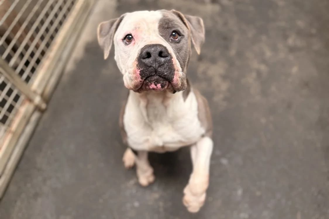 XALBAT, male 6yo American Bully for adoption at SPA Rennes, Rennes