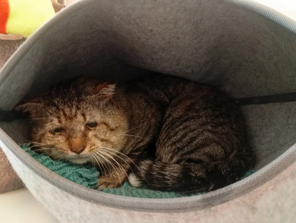 HUGO, male 6yo Mixed Breed for adoption at SPA Rennes, Rennes
