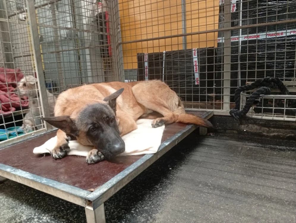 LUCKY, male mixed breed for adoption at SPA Rennes, Rennes