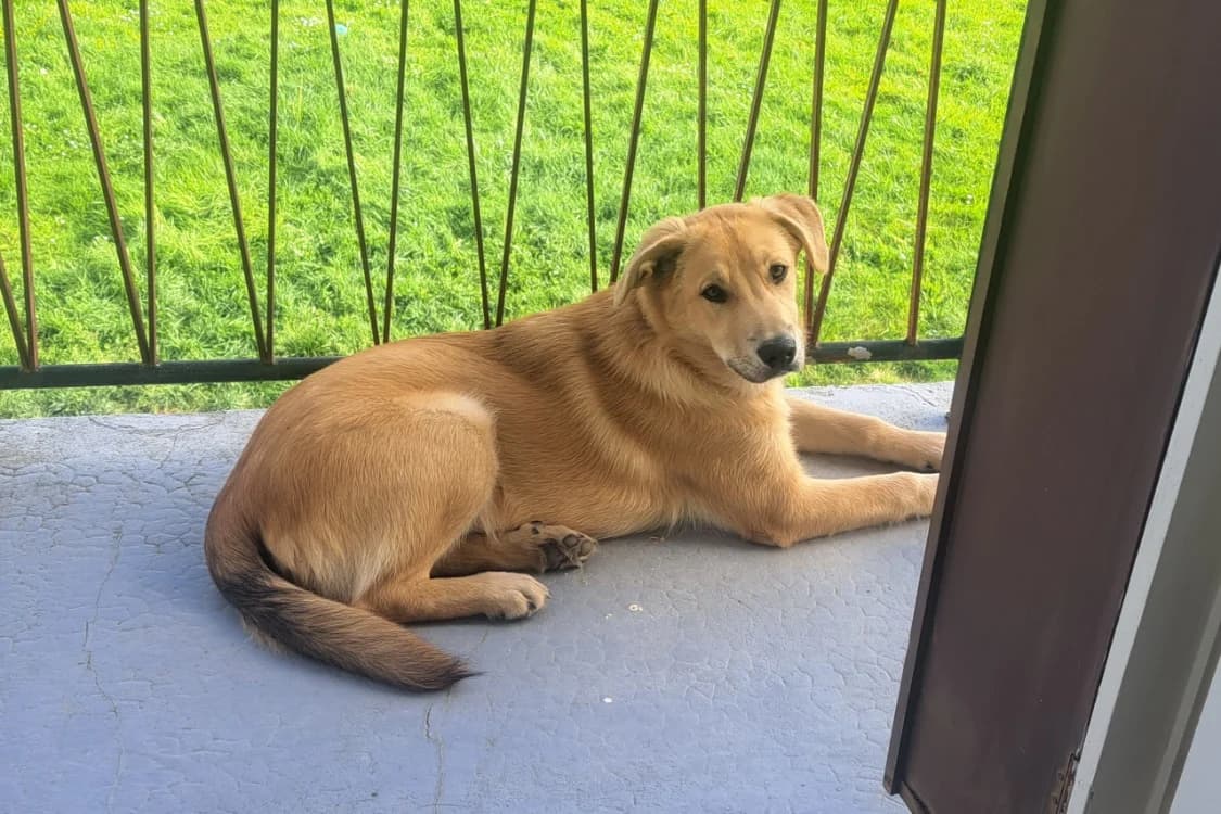 ATAO, male Labrador Retriever for adoption at SPA Rennes, Rennes