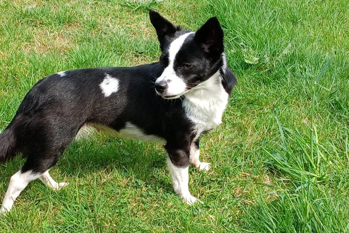GHARIBA, female 3yo Jack Russell Terrier for adoption at SPA Rennes, Rennes