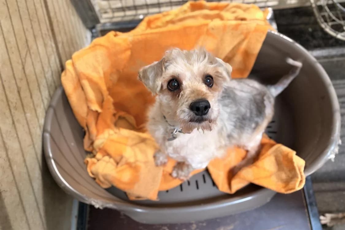 NEMO, male senior Yorkshire Terrier for adoption at SPA Rennes, Rennes