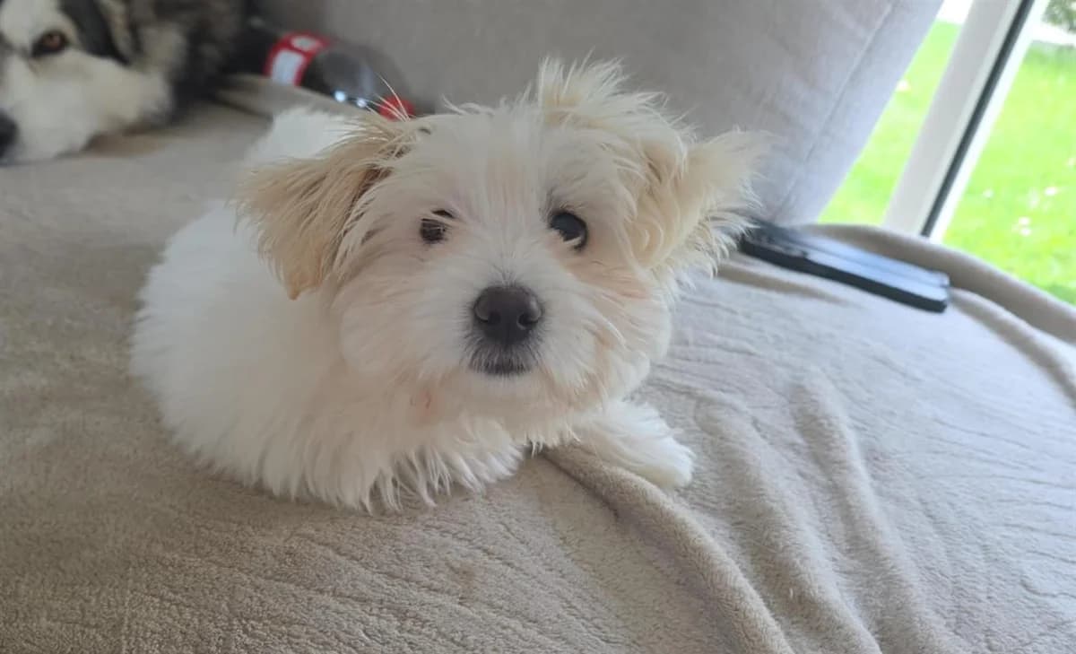Mochi (Bigorneau), male puppy Bichon Frisé for adoption at SPA Rennes, Rennes