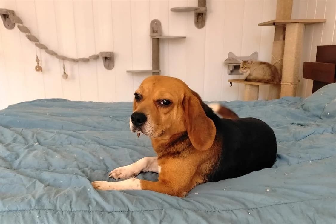 GHAVINA, female senior Beagle for adoption at SPA Rennes, Rennes