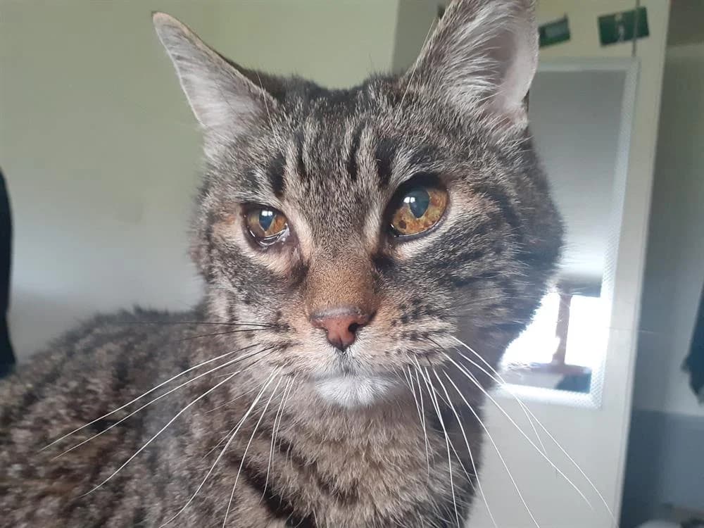 Gribouille, male senior Mixed Breed for adoption at SPA Rennes, Rennes