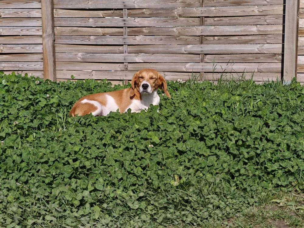 GUINIE, male puppy Beagle for adoption at SPA Rennes, Rennes