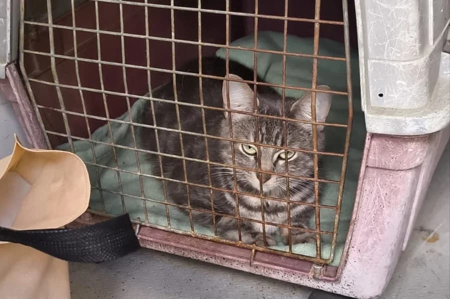 ANITA, female Mixed Breed for adoption at SPA Rennes, Rennes