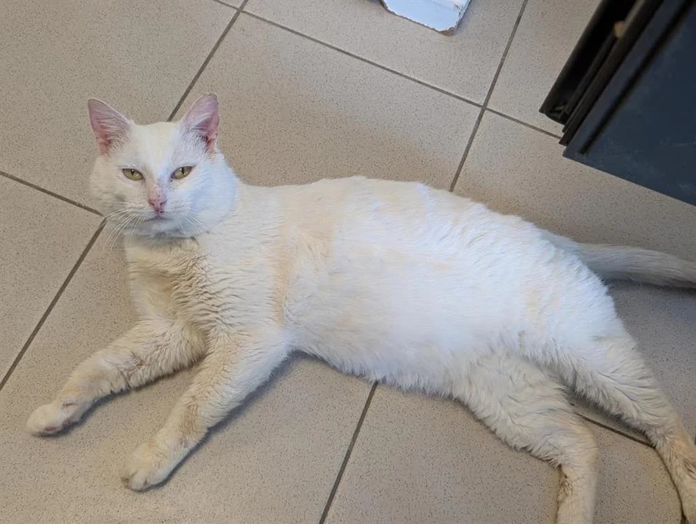 EREMUS, male senior Mixed Breed for adoption at SPA Rennes, Rennes