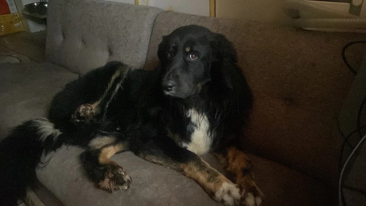 SHADOW, male young German Shepherd for adoption at SPA Rennes, Rennes