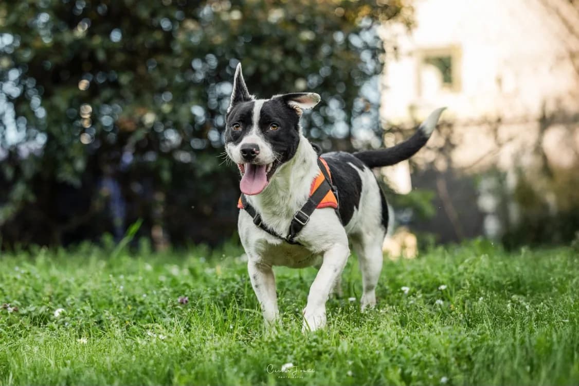 Niouk, male young mixed breed for adoption at SPA Rennes, Rennes