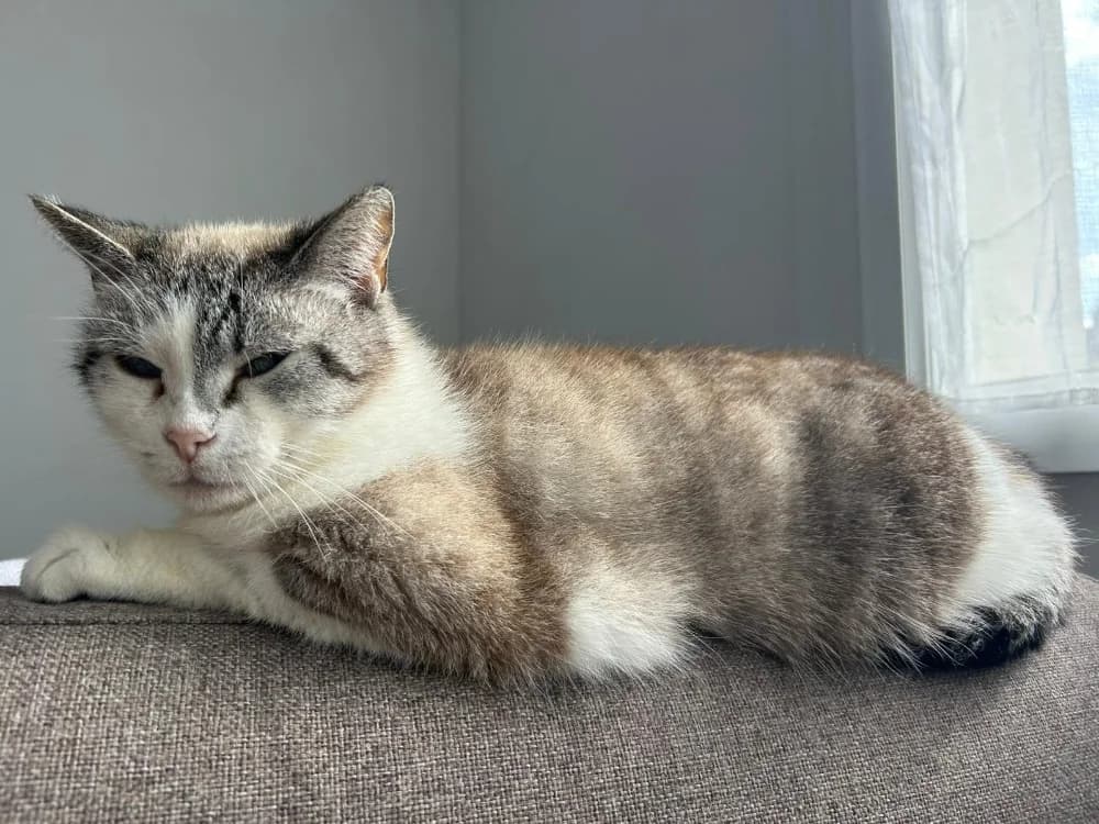 LAGOULUE, female senior Mixed Breed for adoption at SPA Rennes, Rennes