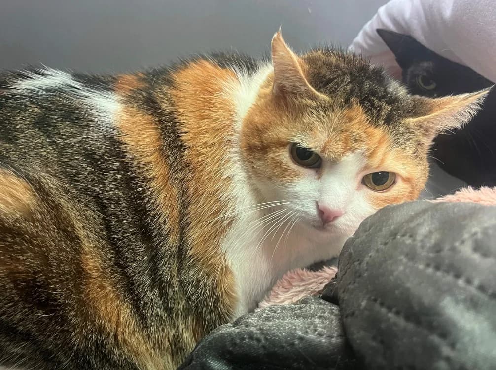 COURGETTE, female senior Mixed Breed for adoption at SPA Rennes, Rennes