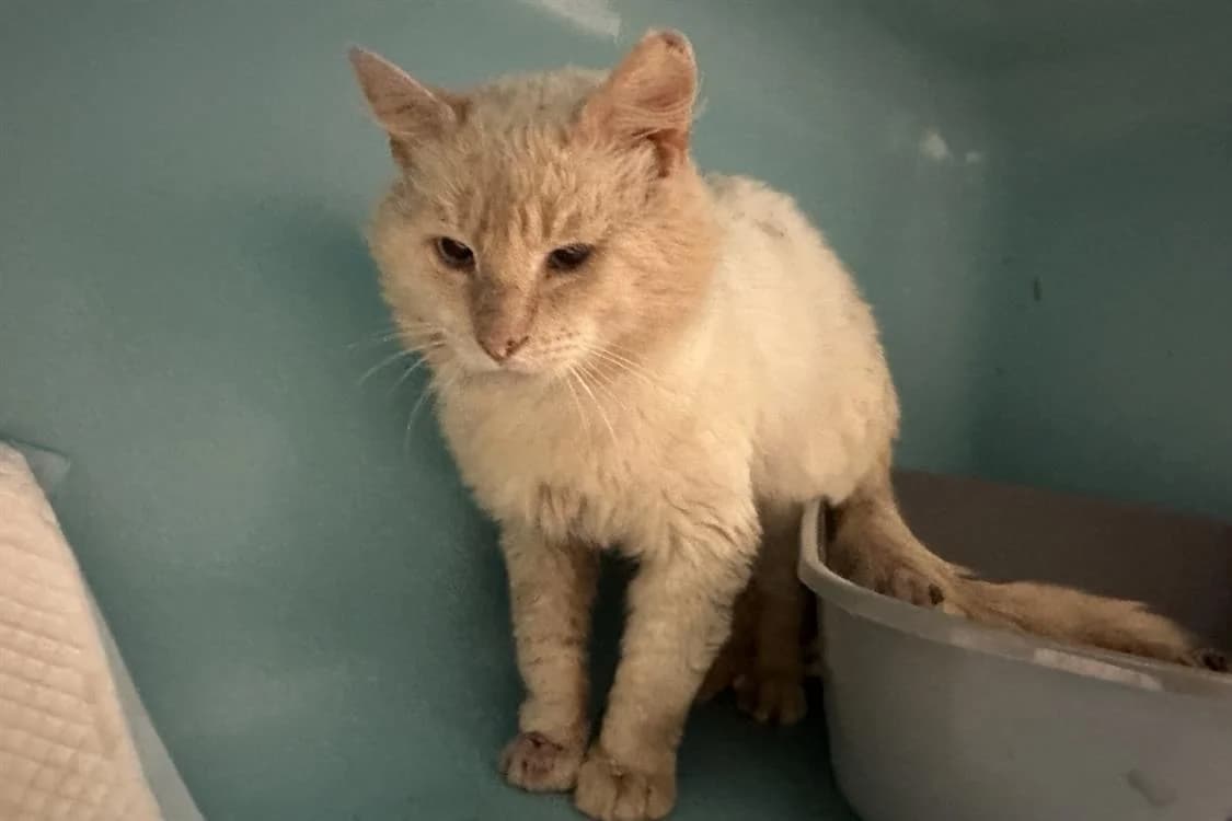 ESLEM, female 7yo Mixed Breed for adoption at SPA Rennes, Rennes