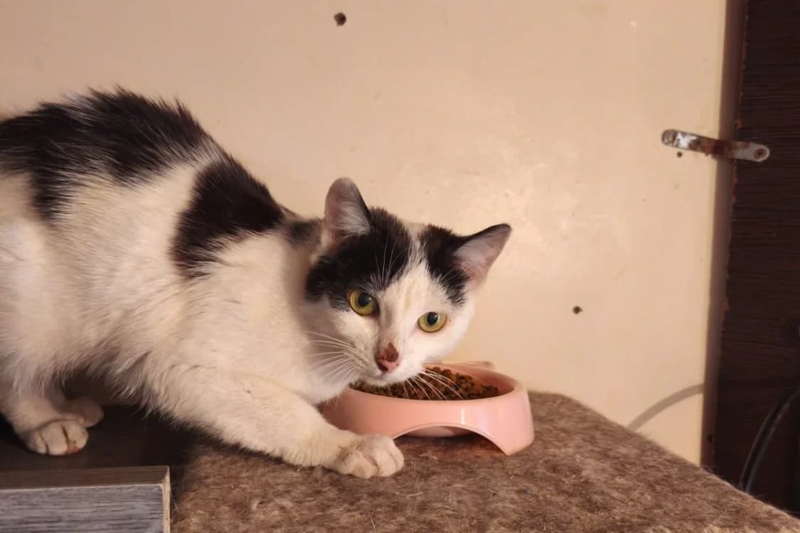 KIM, female young Mixed Breed for adoption at SPA Rennes, Rennes