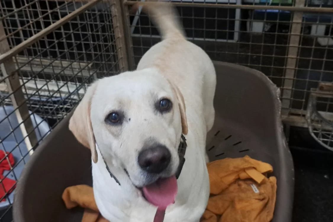 SERISE pas ICAD, female 4yo Labrador Retriever for adoption at SPA Rennes, Rennes