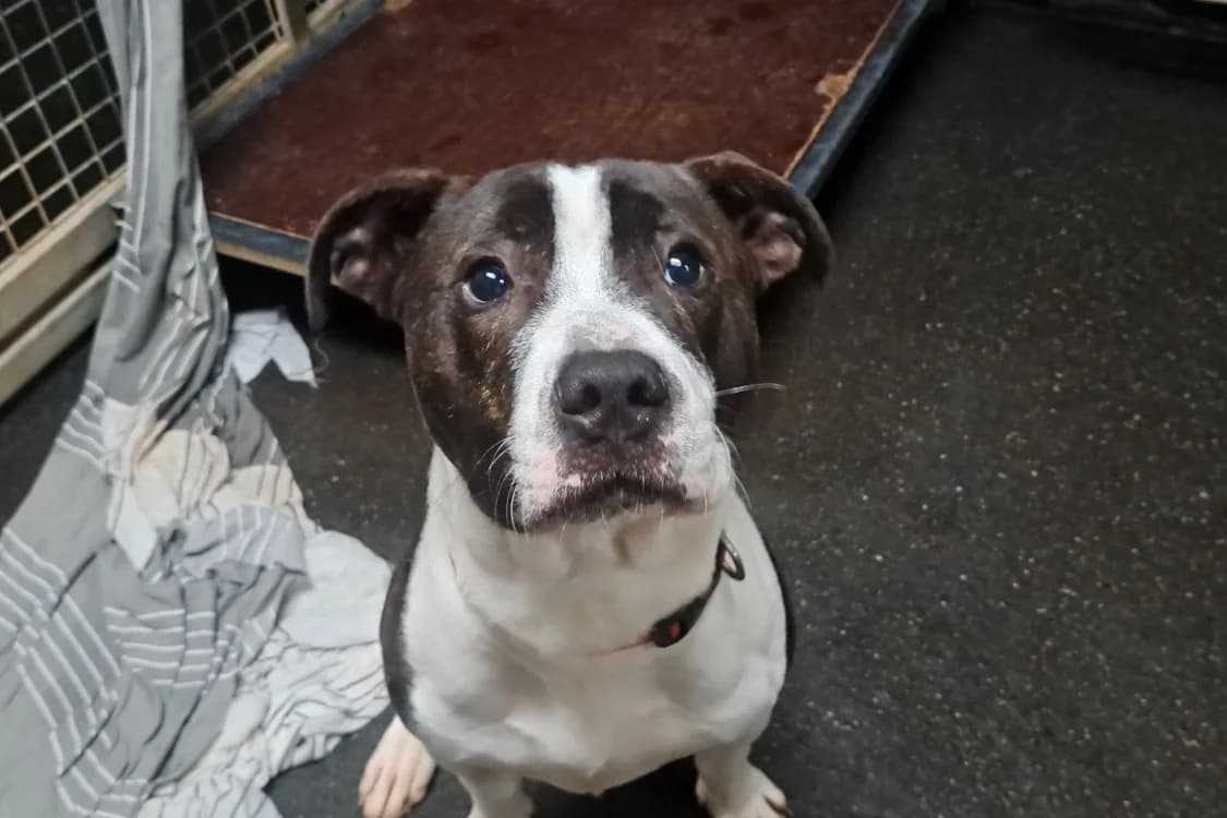 PASSION, male young Mixed Breed for adoption at SPA Rennes, Rennes