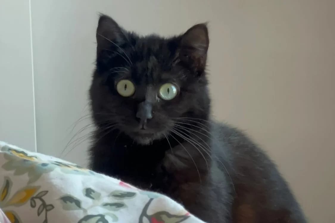 COQUILLE, female young Mixed Breed for adoption at SPA Rennes, Rennes