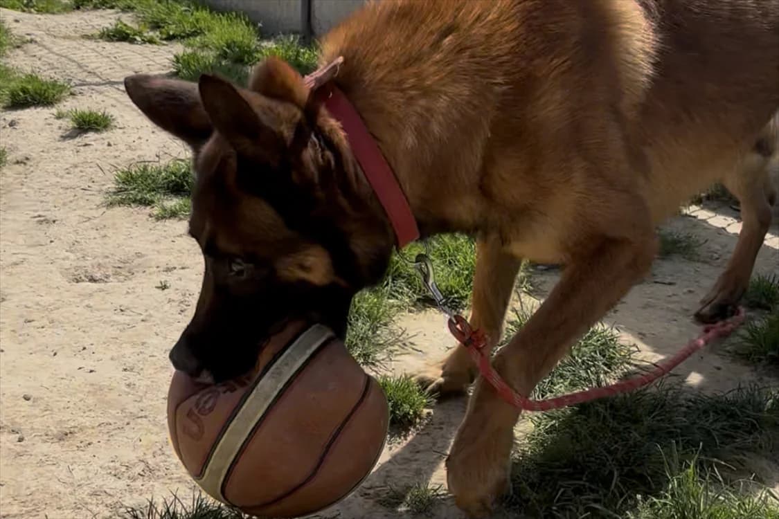 BOUMBO, male senior Belgian Malinois for adoption at SPA Rennes, Rennes