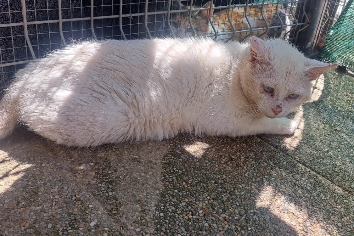 MANGO, male Mixed Breed for adoption at SPA Chilleurs-aux-Bois, Chilleurs