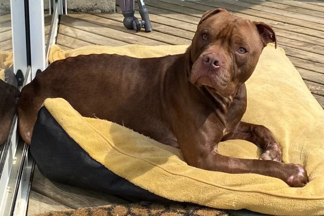 LUFFY pas sté, Mixed Breed (SPA Rennes)