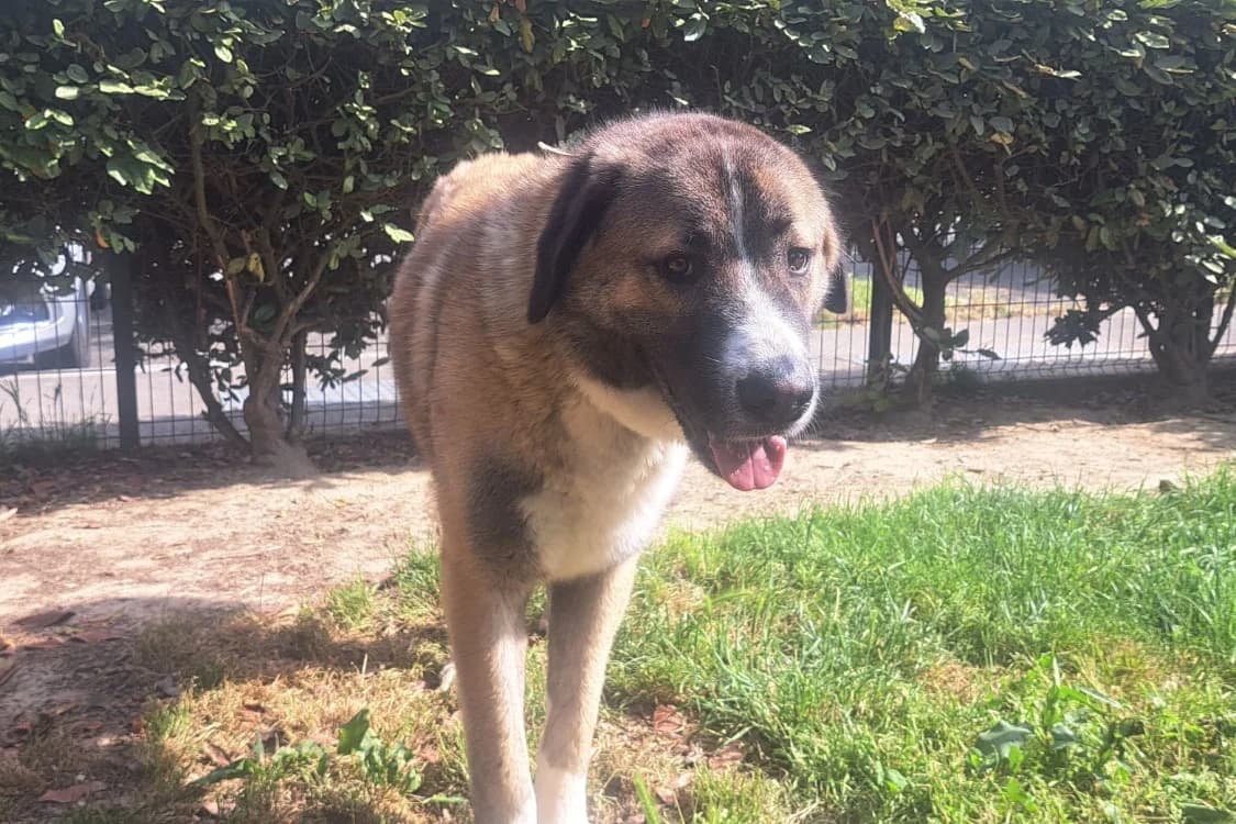 THANOS, male young mixed breed for adoption at SPA Rennes, Rennes