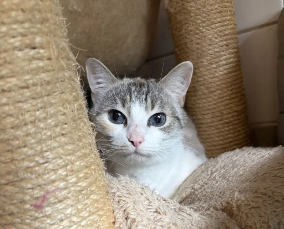 IKEA, female senior Mixed Breed for adoption at SPA Rennes, Rennes