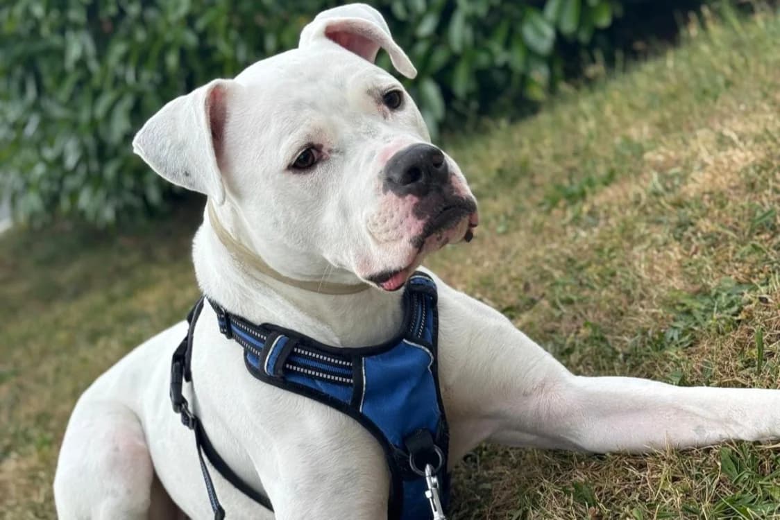 Masta, male 7yo mixed breed for adoption at SPA Rennes, Rennes