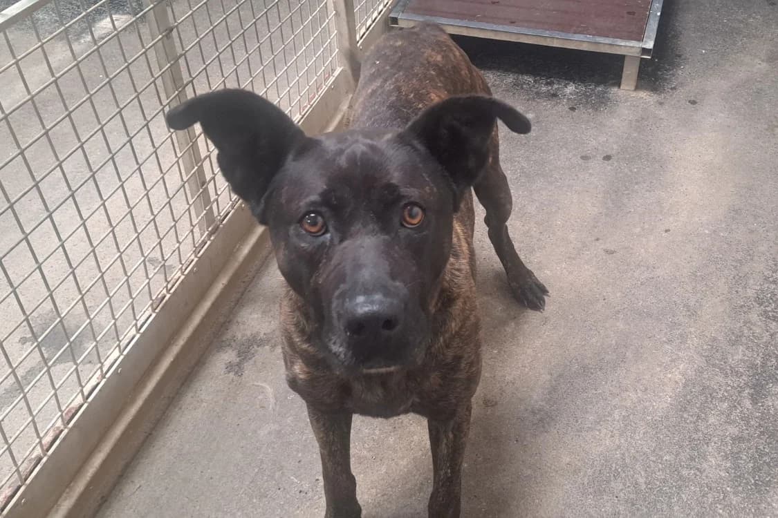 OXER, male 5yo Mixed Breed for adoption at SPA Rennes, Rennes