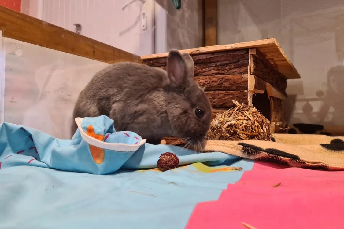 PIROUETTE, male Mixed Breed for adoption at SPA Rennes, Rennes