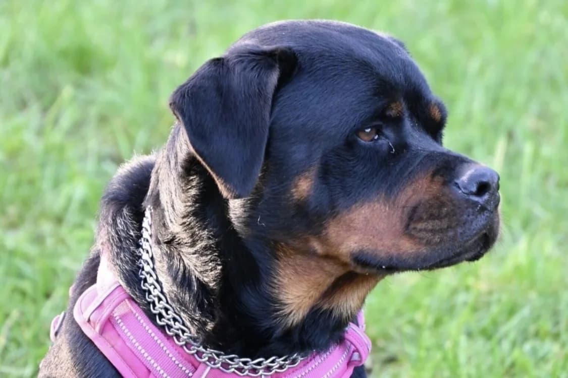 TITOUILLE, female 3yo Rottweiler for adoption at SPA Rennes, Rennes