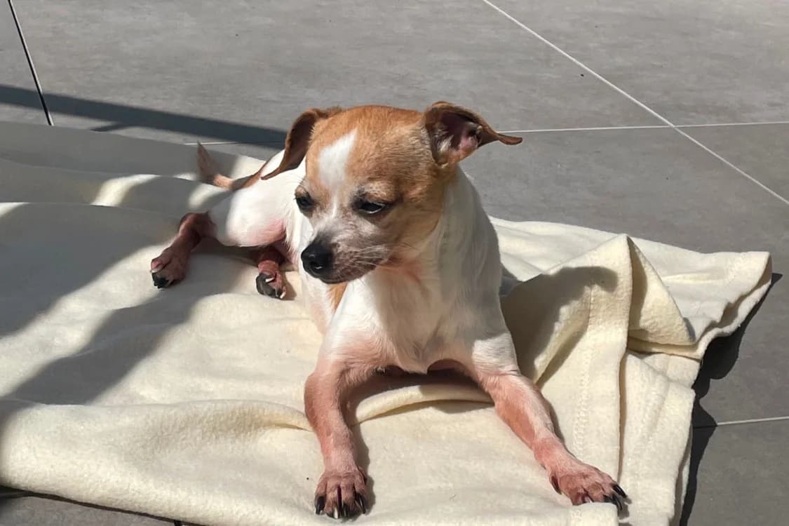 PIPA, female 6yo Chihuahua for adoption at SPA Rennes, Rennes