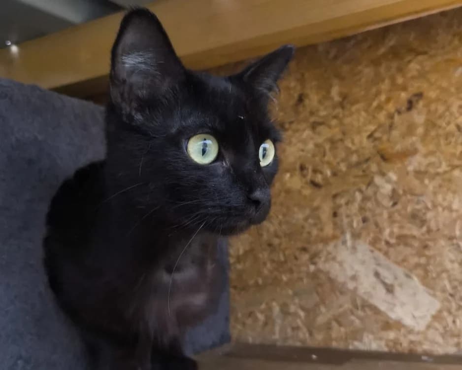 Mercredi dit MERVEILLE, female young Mixed Breed for adoption at SPA Rennes, Rennes