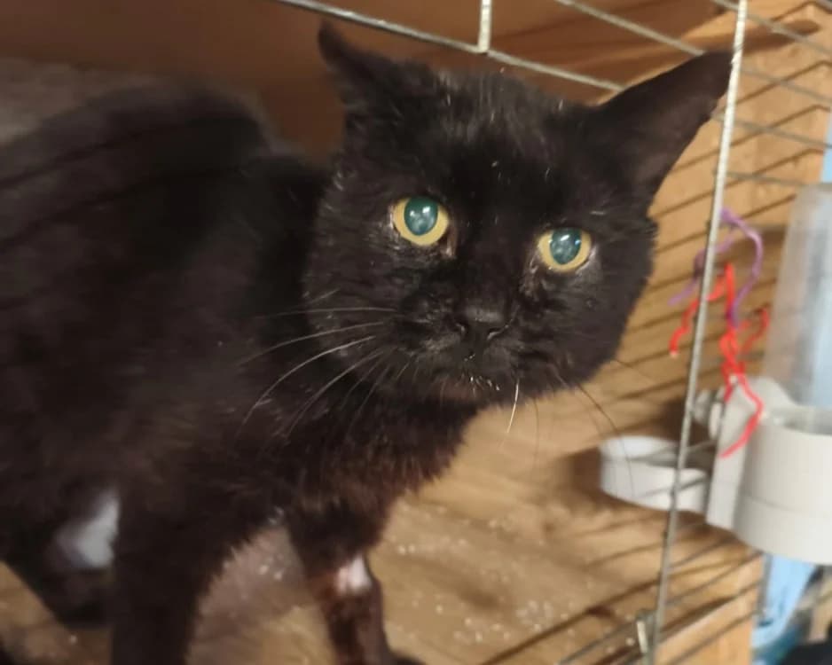 BAGERA, male 7yo Mixed Breed for adoption at SPA Rennes, Rennes