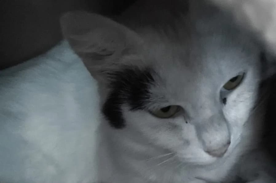 MILKA dit LOUISE, female 5yo Mixed Breed for adoption at SPA Rennes, Rennes