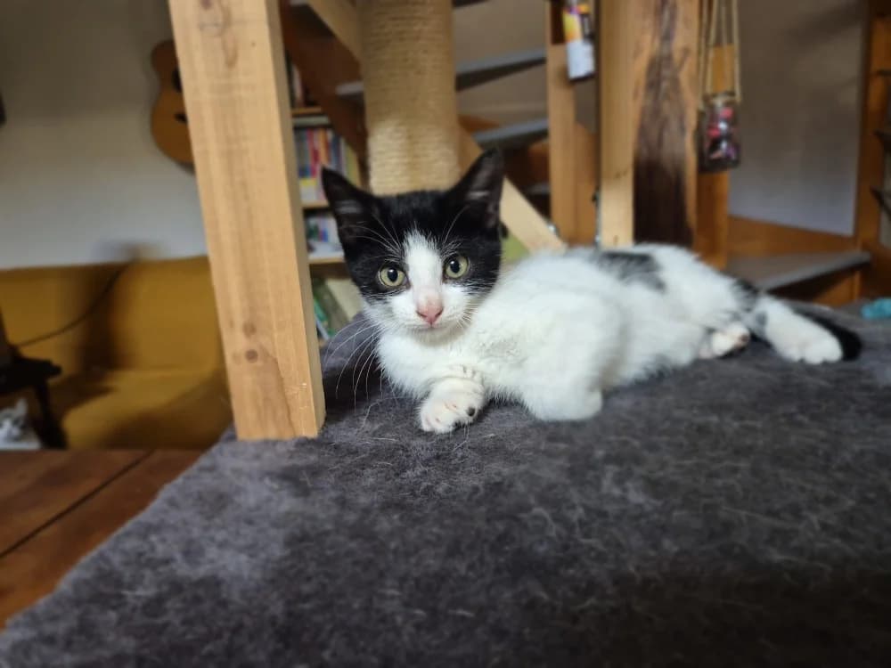 WIAM, female Mixed Breed for adoption at SPA Rennes, Rennes