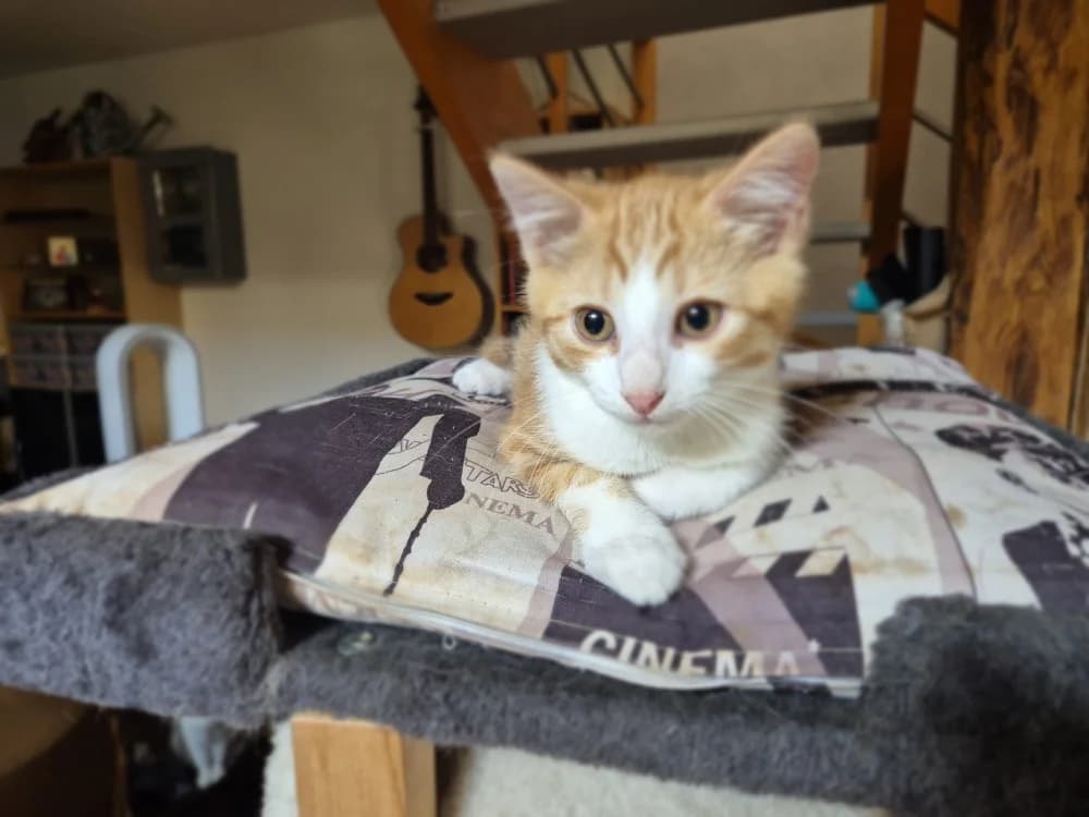 WILFRIED, male puppy Mixed Breed for adoption at SPA Rennes, Rennes