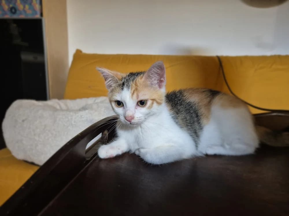 WISTERIA, female Mixed Breed for adoption at SPA Rennes, Rennes