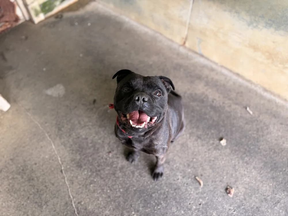 O'NEAL, male 7yo Staffordshire Bull Terrier for adoption at SPA Rennes, Rennes
